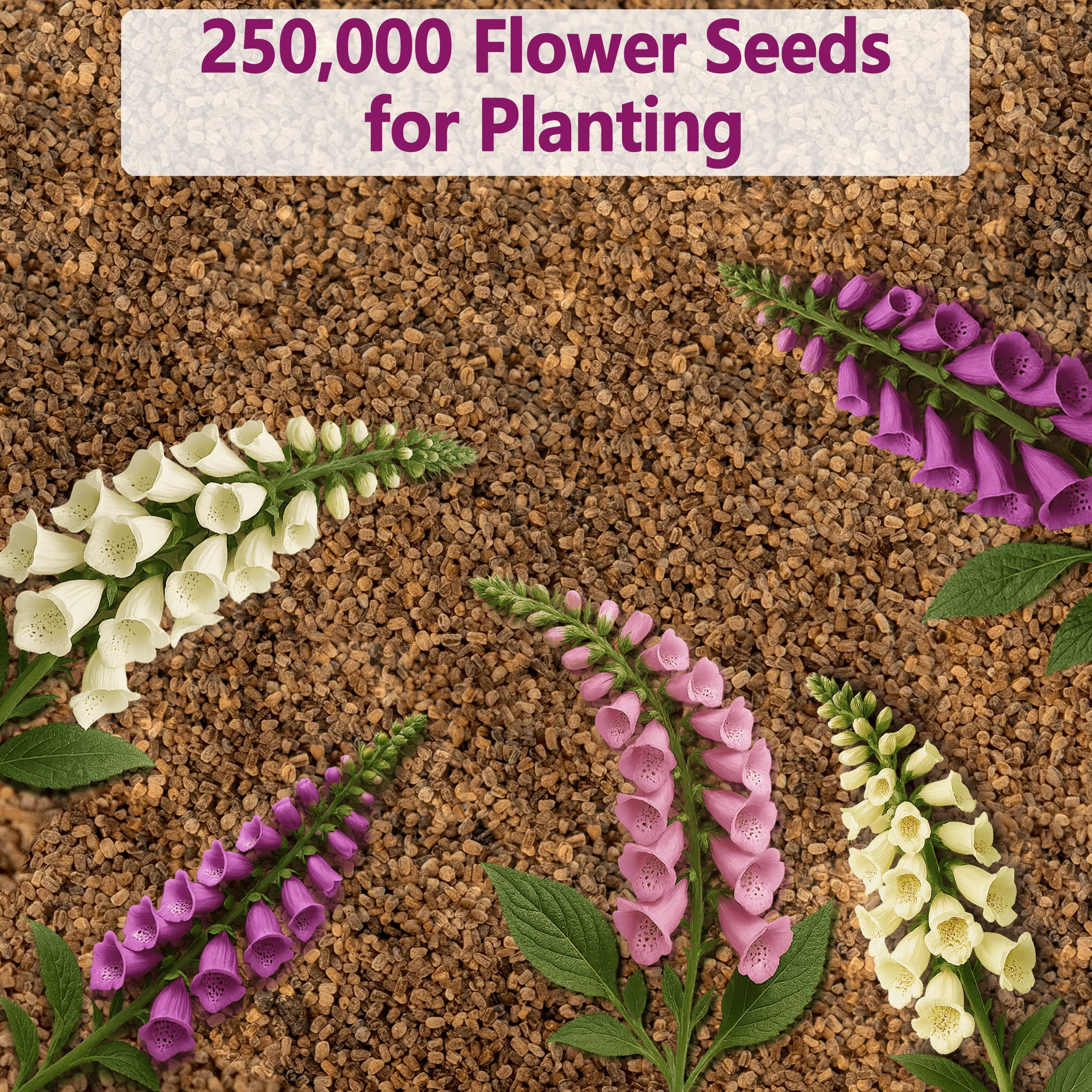 EquSym foxglove setups prefer well-drained soil and full sun for best bloom height.