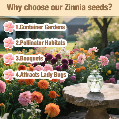 EquSym zinnia seeds color mix ideal for borders and containers