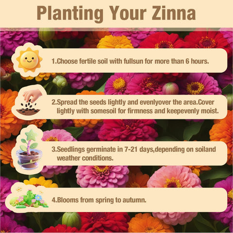 EquSym zinnia seeds ready for cut bouquets