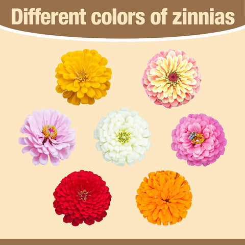 EquSym zinnia seeds drought-tolerant once established for easy care
