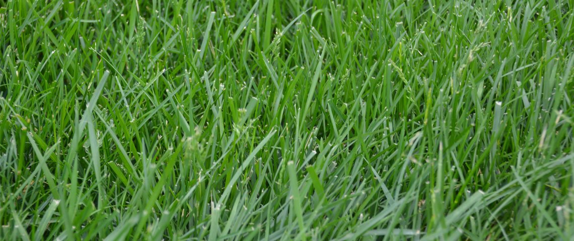 Eretz Kentucky 31 seed displays rugged drought tolerance in turf.