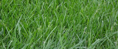 Eretz Kentucky 31 seed displays rugged drought tolerance in turf.