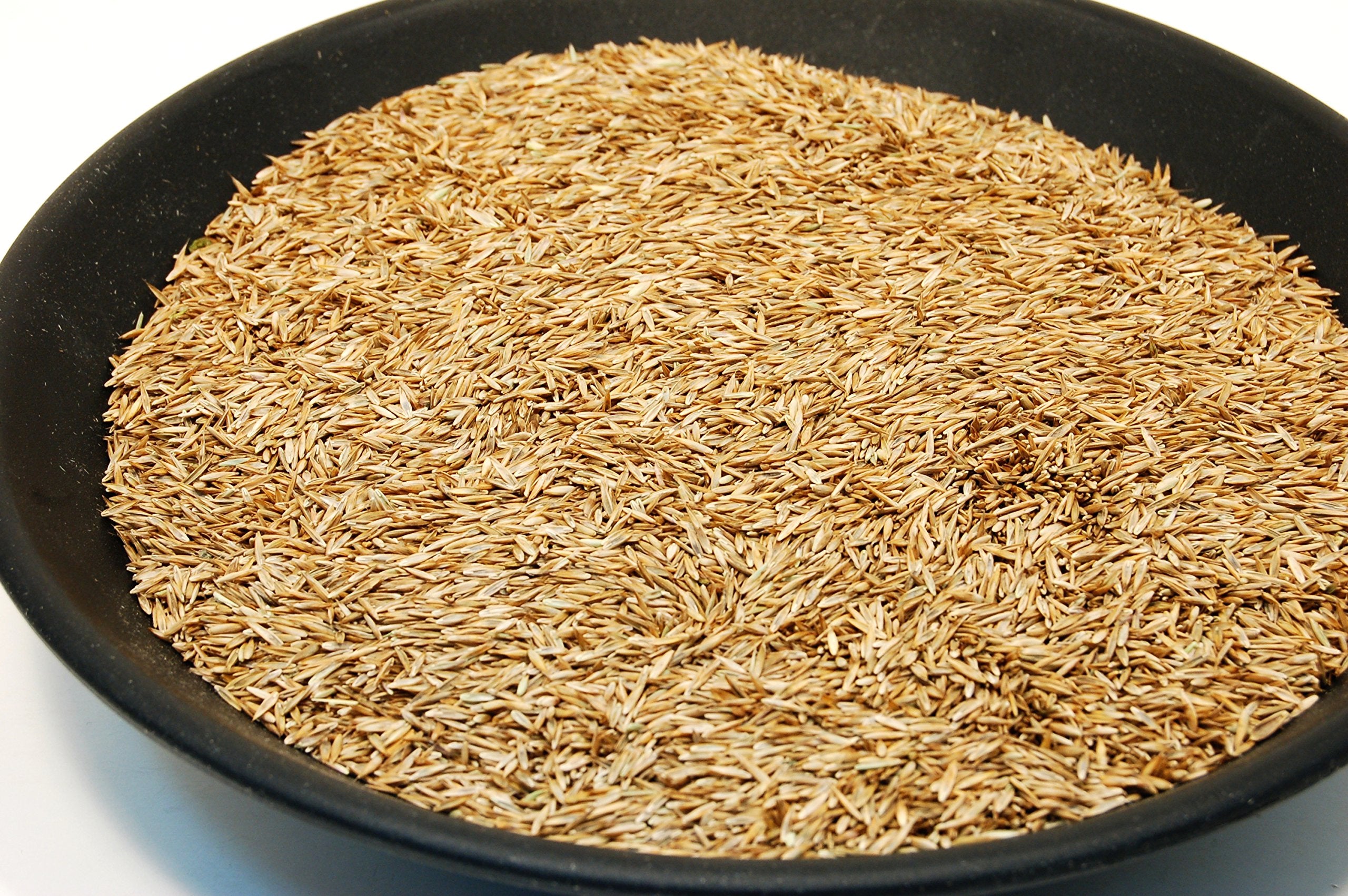 Eretz K31 tall fescue seed field image demonstrates drought-tolerant turf potential.