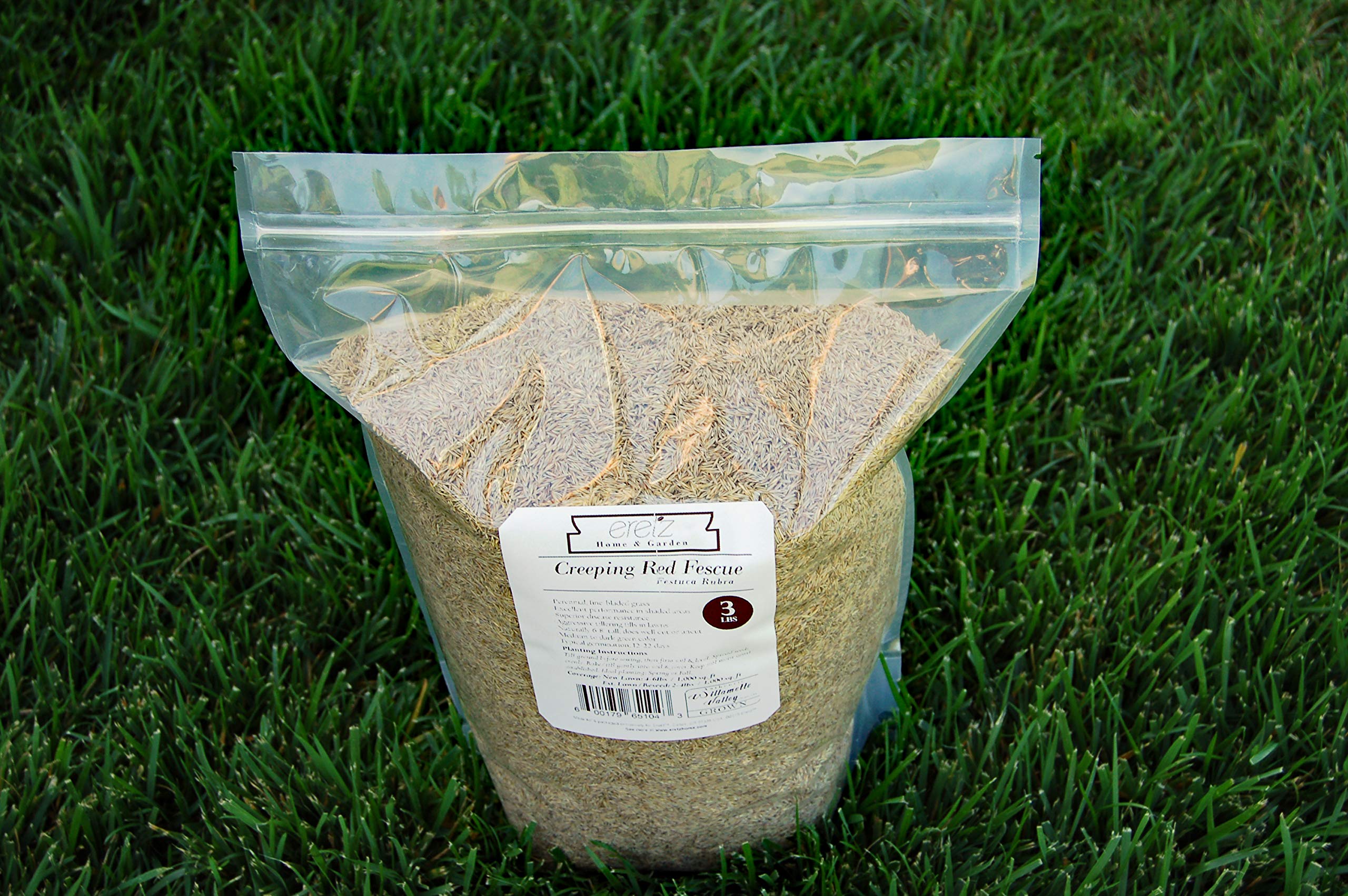 Eretz aggressive tillering promotes quick lawn fill-in.