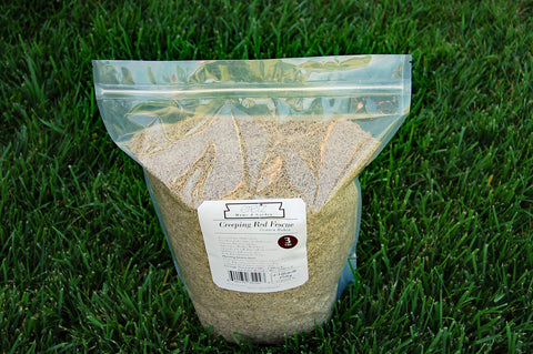 Eretz aggressive tillering promotes quick lawn fill-in.