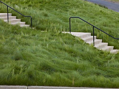 Eretz Creeping Red Fine Fescue Seed dense tillering promotes quick lawn filling.