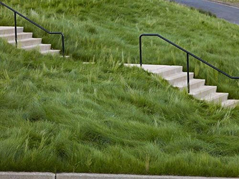 Eretz Creeping Red Fine Fescue Seed dense tillering promotes quick lawn filling.