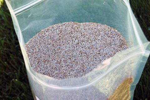 Eretz Creeping Red Fine Fescue Seed label detail shows premium Willamette Valley sourcing.