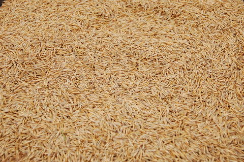 Eretz Creeping Red Fine Fescue Seed texture closeup highlights fine blade quality.