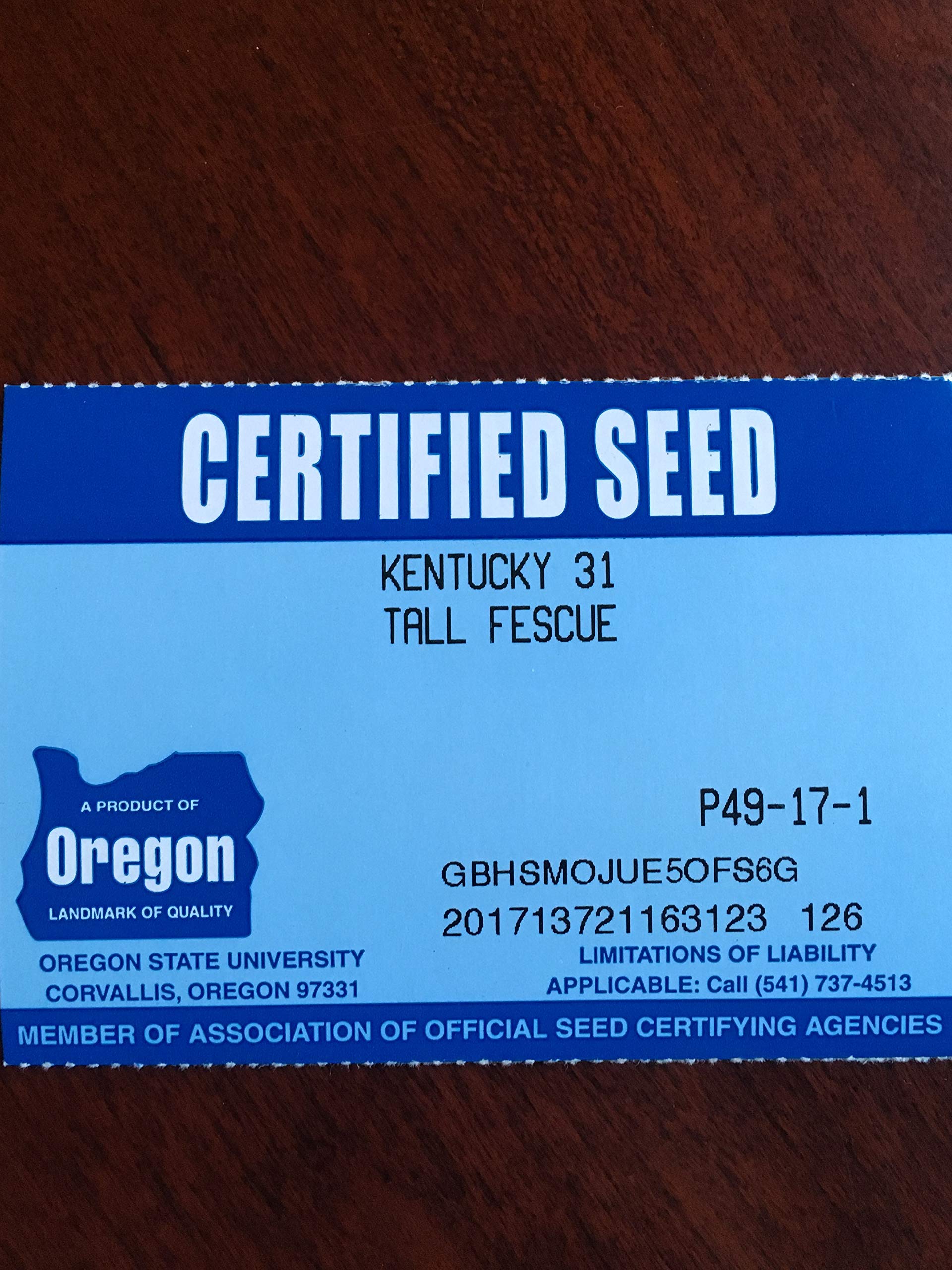 Eretz K31 forage-ready tall fescue in a pasture setting.