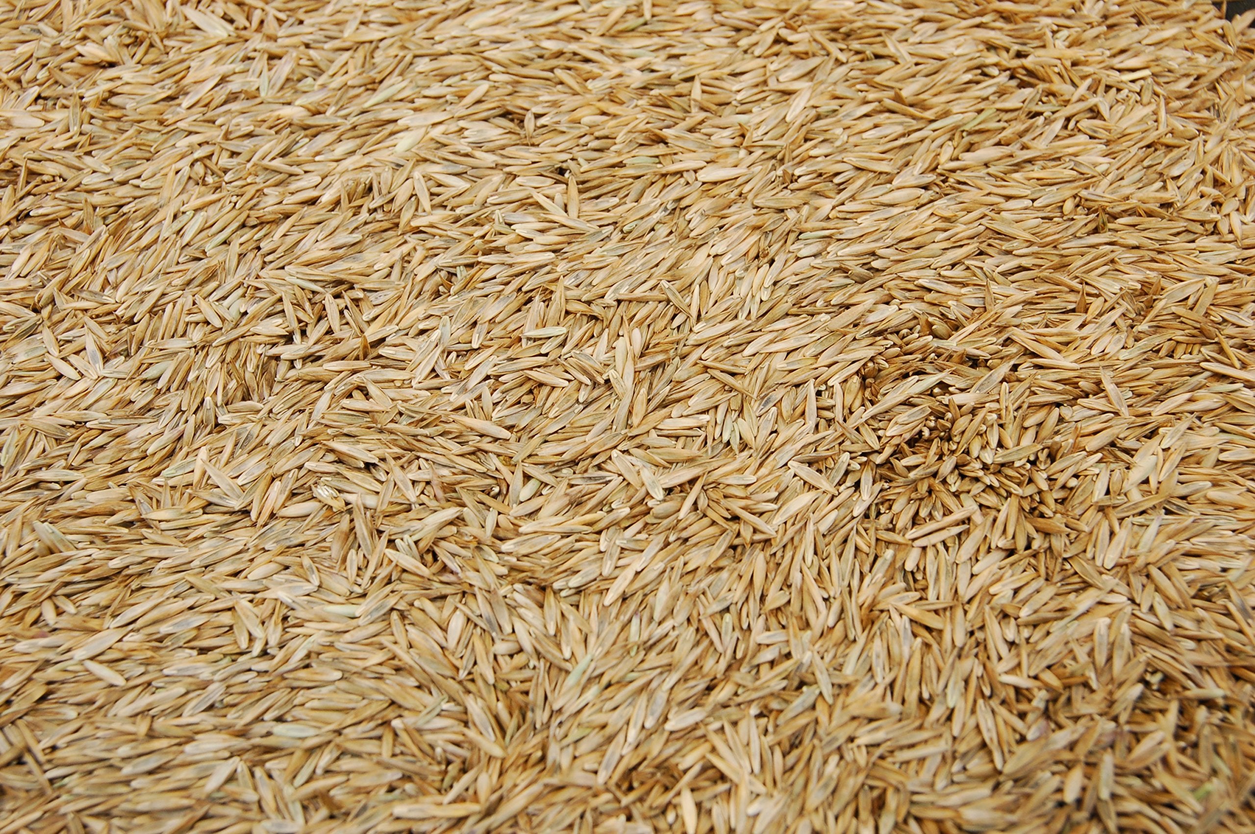 Close-up texture of Eretz K31 tall fescue seed, signaling quality.