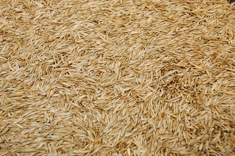 Close-up texture of Eretz K31 tall fescue seed, signaling quality.