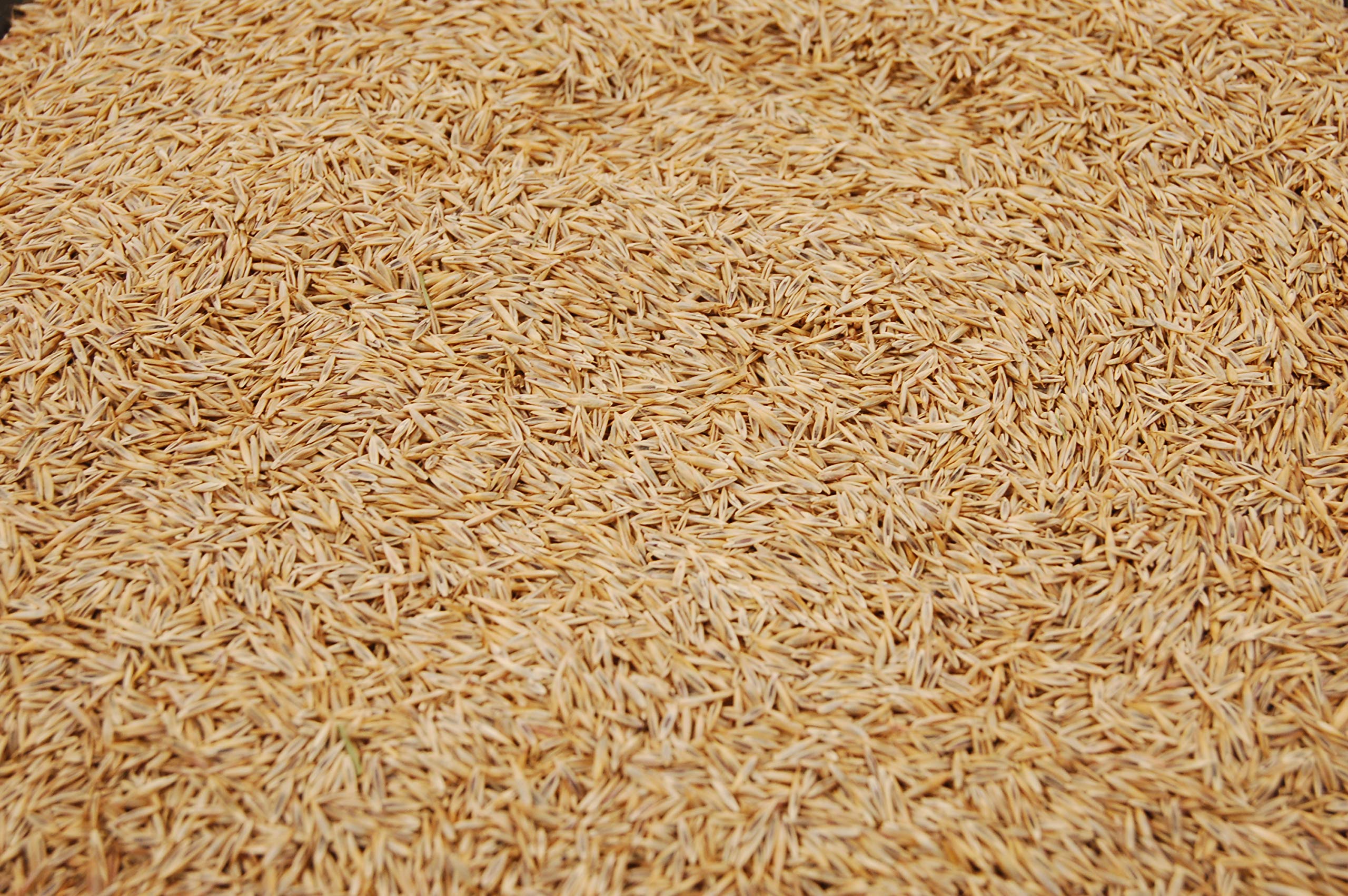 Eretz seed with no fillers and weed seeds helps clean lawns.
