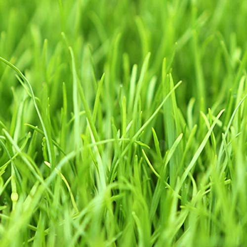 Eretz overseeding lawn demonstrates boosts to existing grass with rapid green growth.