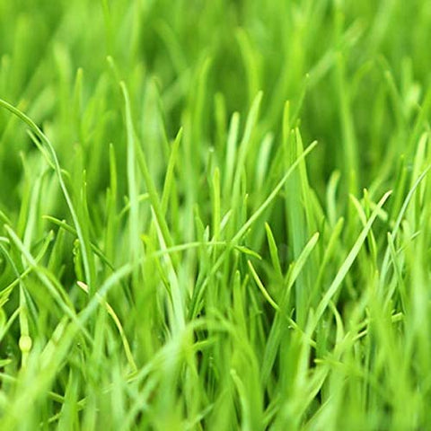 Eretz overseeding lawn demonstrates boosts to existing grass with rapid green growth.