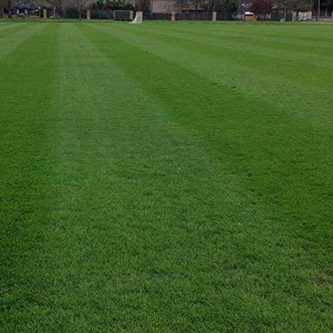 Eretz ryegrass seed shows rapid germination in a lawn setting