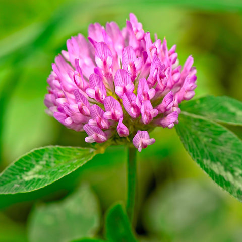 Eretz Tri-Clover green manure enriches soil with living mulch.