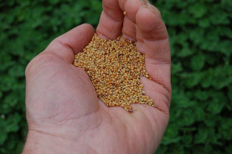 Soil health close-up with Tri-Clover aiding organic matter and nutrient balance