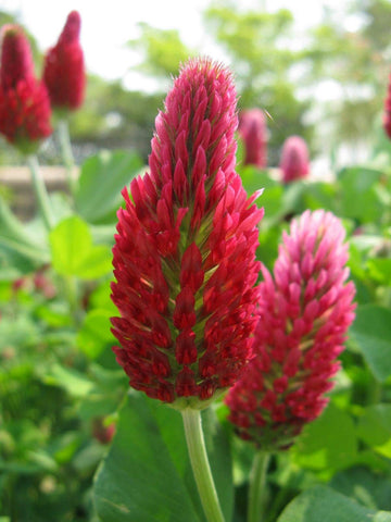 Eretz Willamette Valley-grown Tri-Clover seeds labeled quality and non-GMO