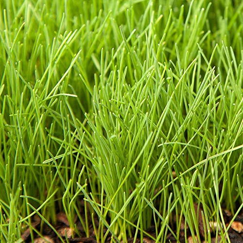 Eretz Willamette Valley grown seed shown for premium turf results.