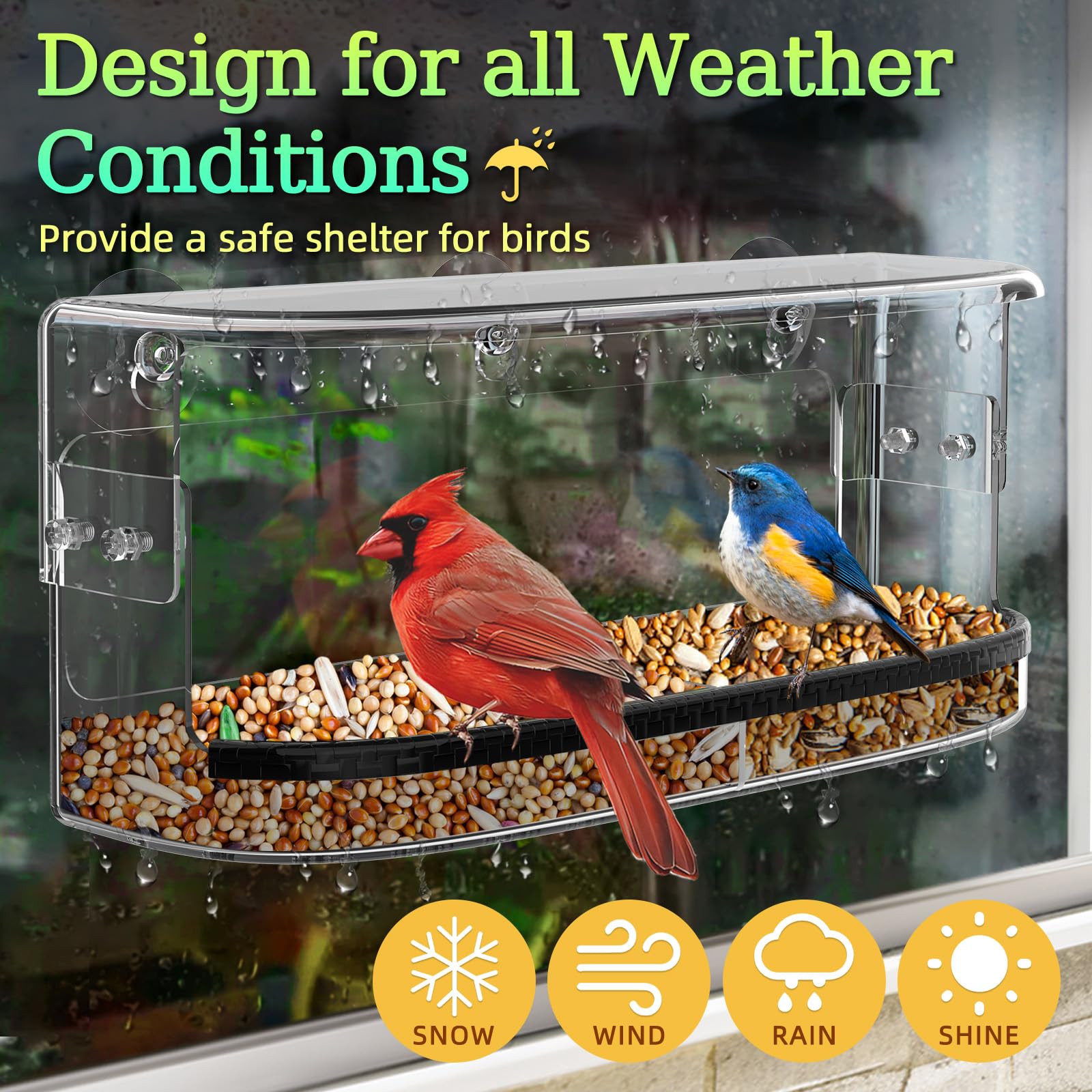 Generous viewing area reveals cardinals, bluebirds, and other backyard species.