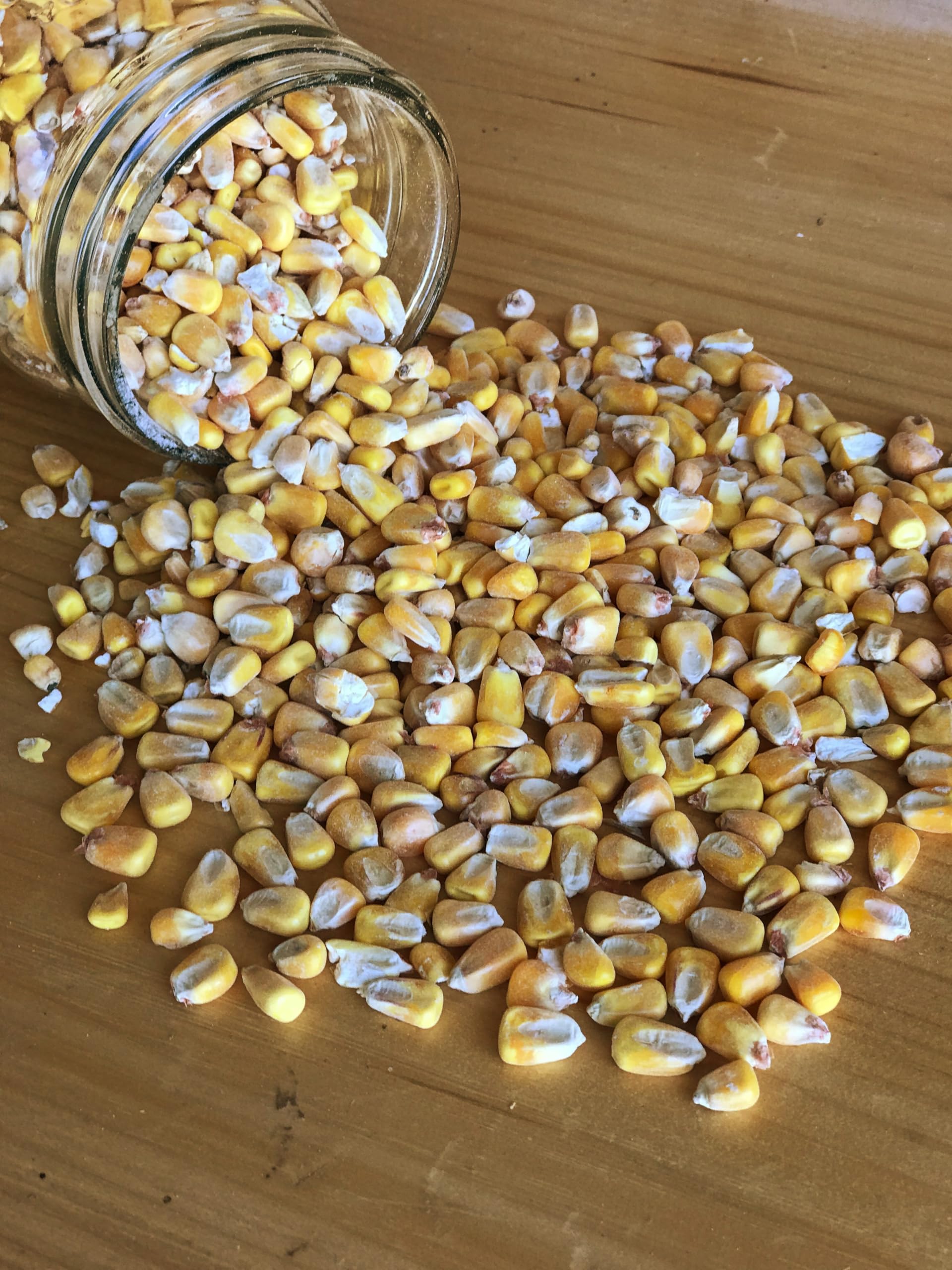 Ernst Corn feeding setup outdoors suitable for deer, birds, and small livestock.