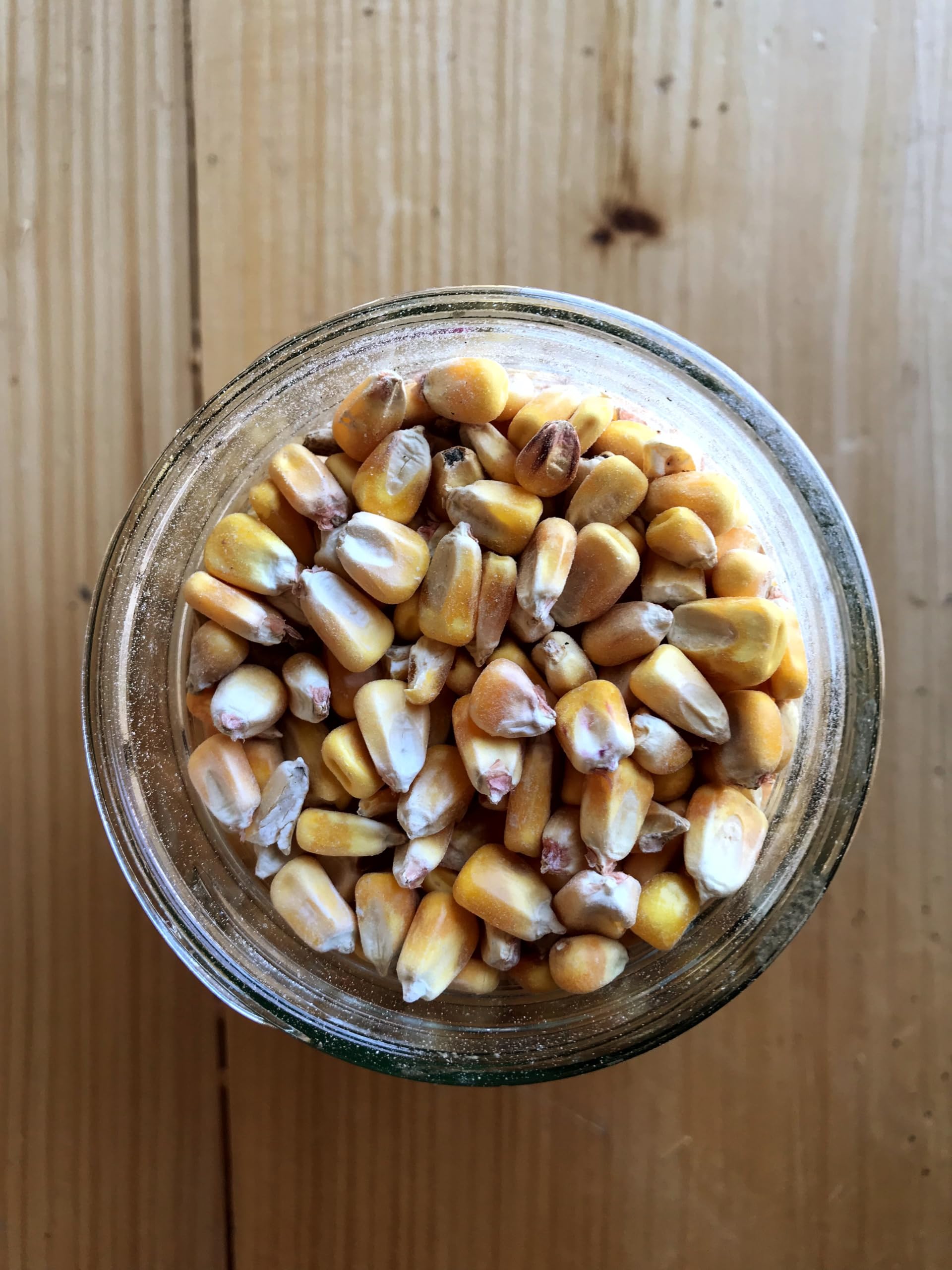 Ernst Whole Corn kernels close-up showing golden kernels for wildlife and poultry.
