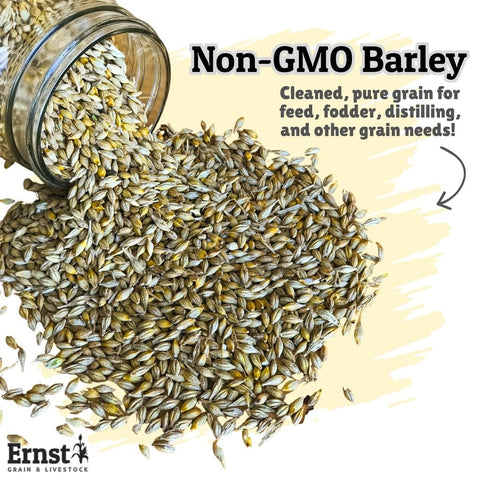 Barley kernels mixed into horse feed with Ernst Grain.