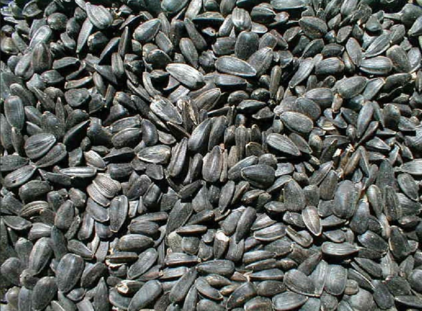 Ernst Grain & Livestock non-GMO seeds pack for backyard birds.