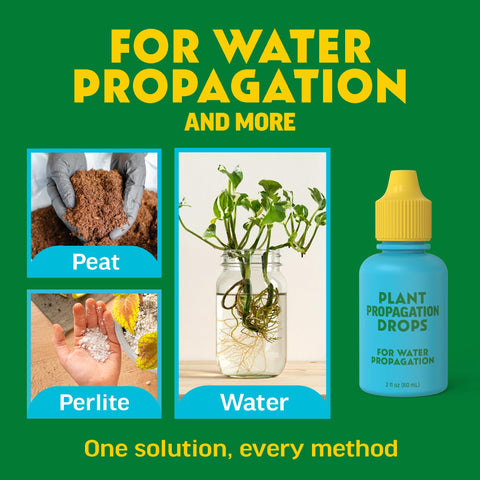 Escentile Rooting Drops in LECA propagation promote consistent root growth