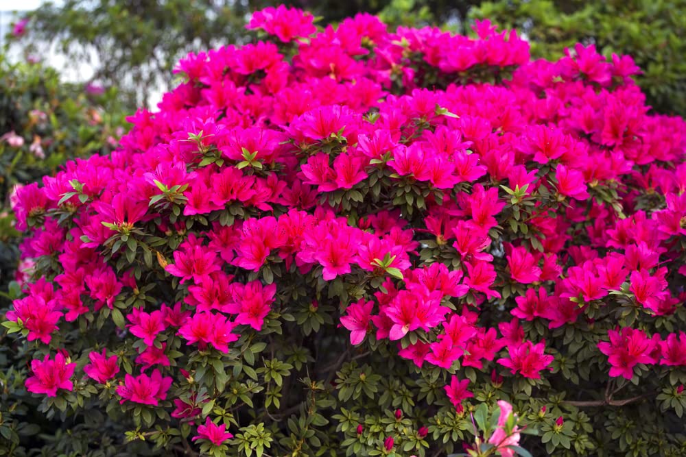 Espoma Azalea-Tone pack-of-2 offers seasonal fertilizer value for shrubs.