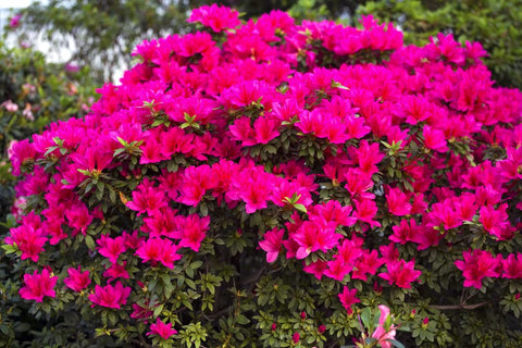 Espoma Azalea-Tone pack-of-2 offers seasonal fertilizer value for shrubs.