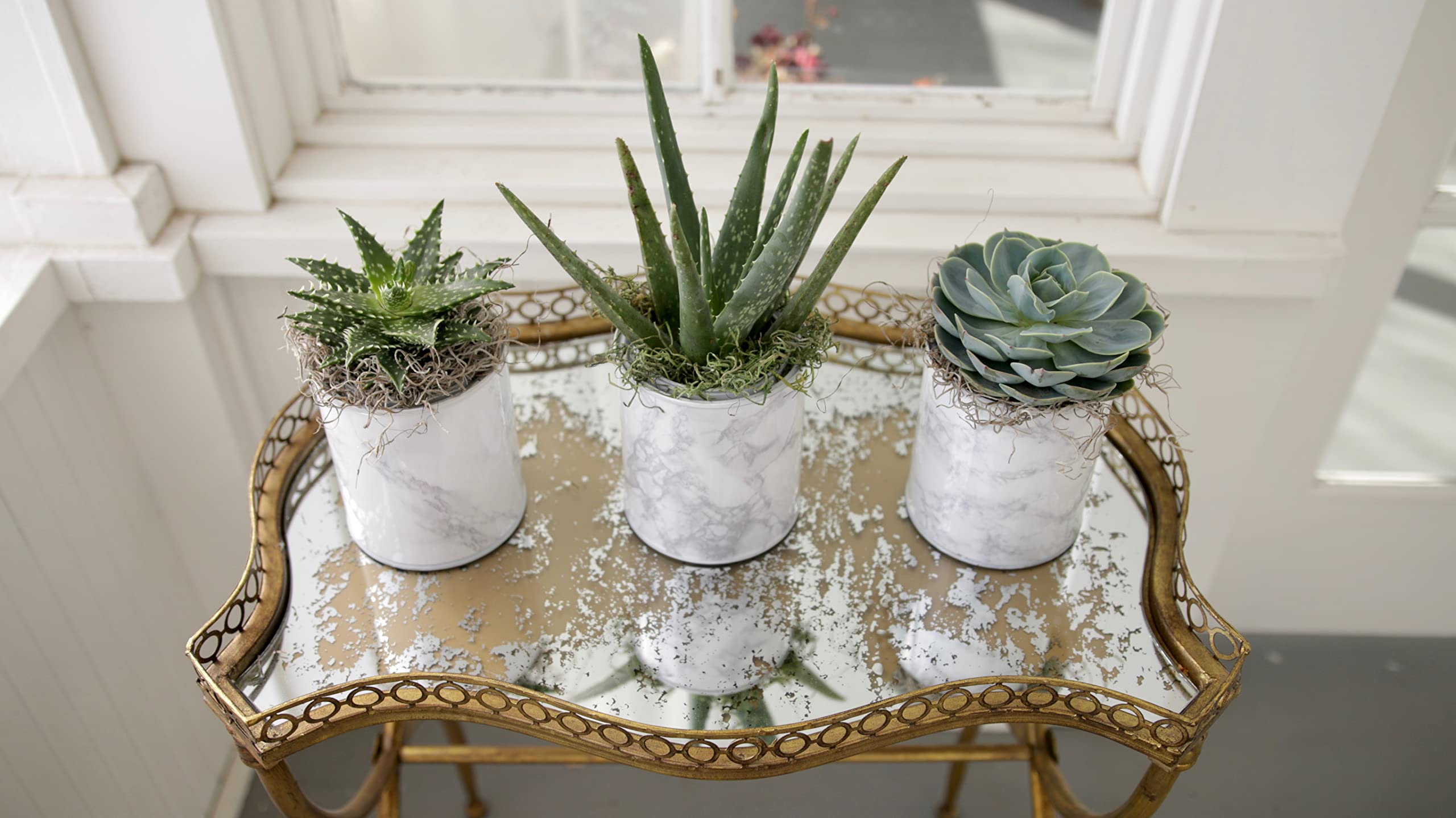 Espoma organic ingredients including peat moss and perlite.