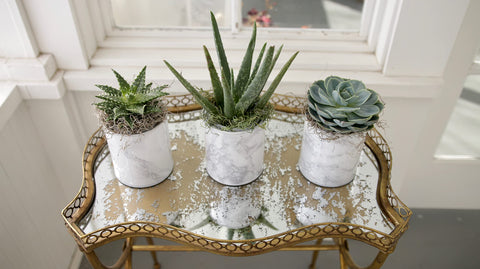 Espoma root health benefits through balanced moisture retention for indoor gardens.