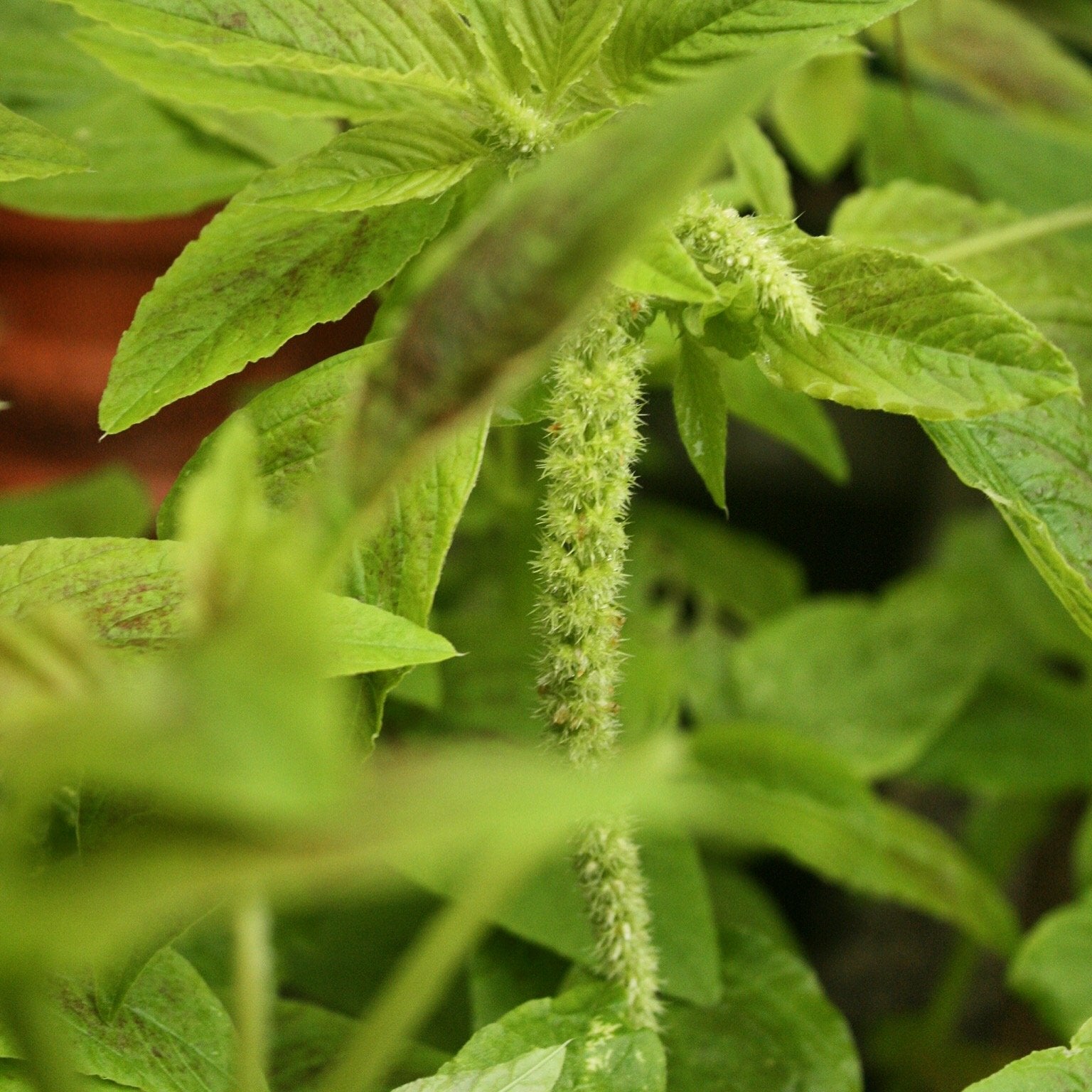 Eternal Cover Callaloo seeds ready for direct sowing in warm soil.
