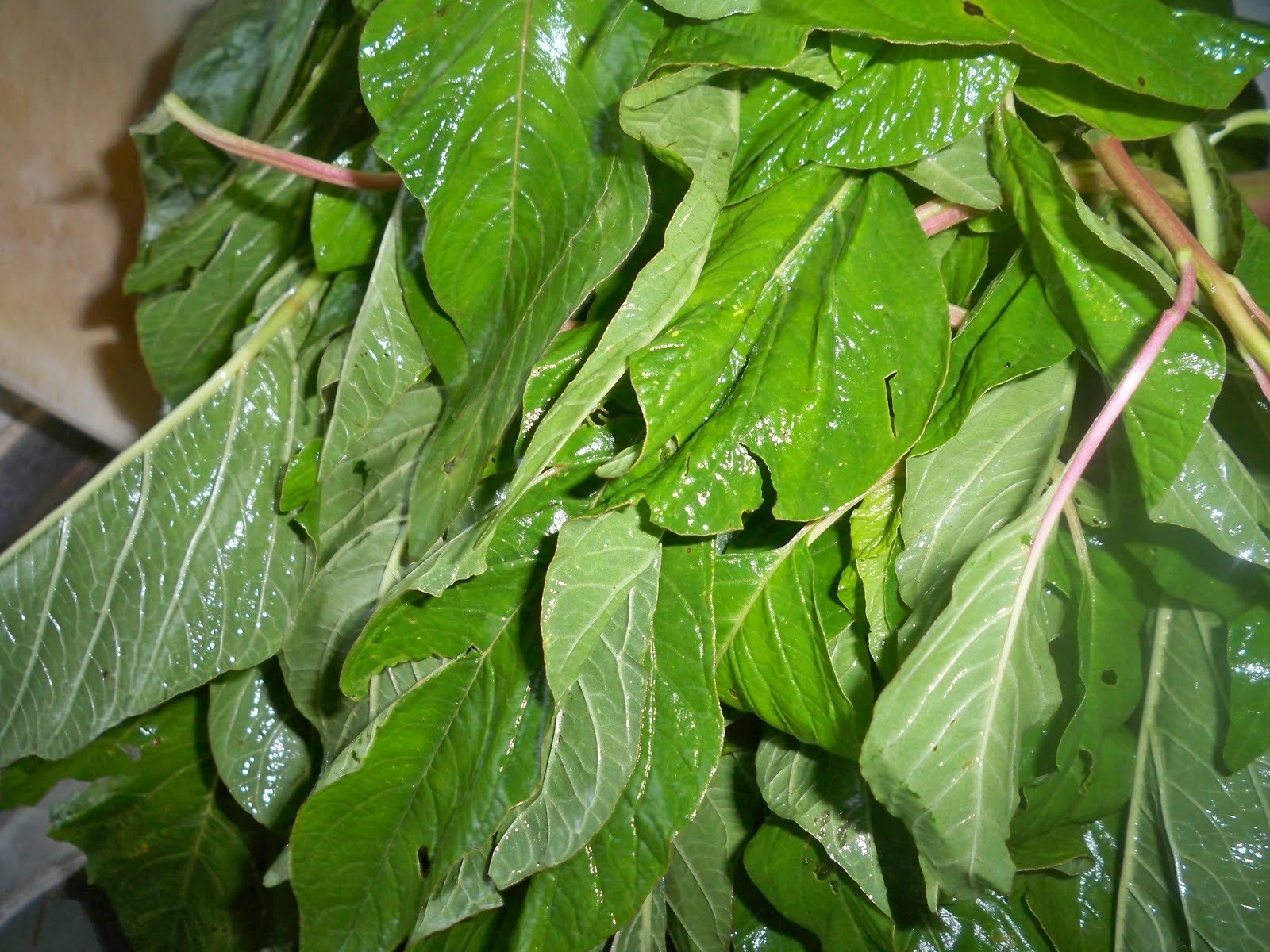Eternal Cover Callaloo greens can be harvested young for versatile dishes.