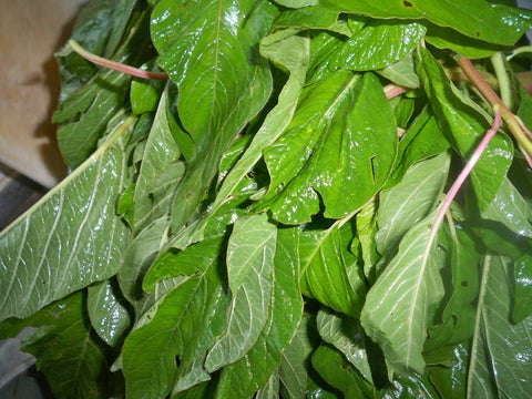 Eternal Cover Callaloo greens can be harvested young for versatile dishes.
