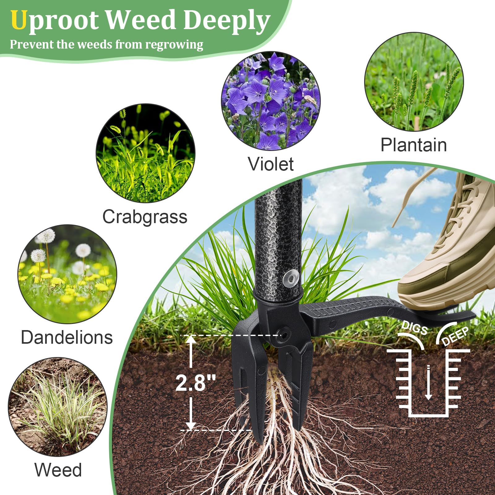 ETICSIPA deep jaw removes dandelions and thistles without disturbing nearby plants