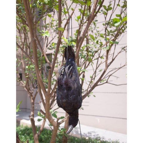 Etistta crow decoy installed outdoors in a garden setting.