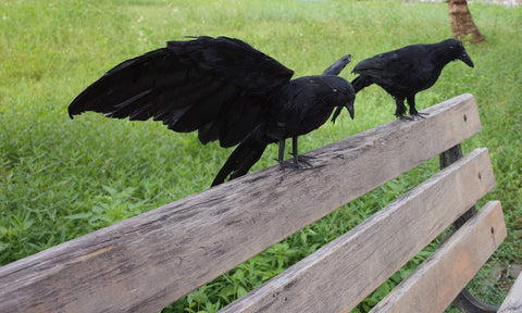 Etistta crow display on porch or garden adds dramatic presence