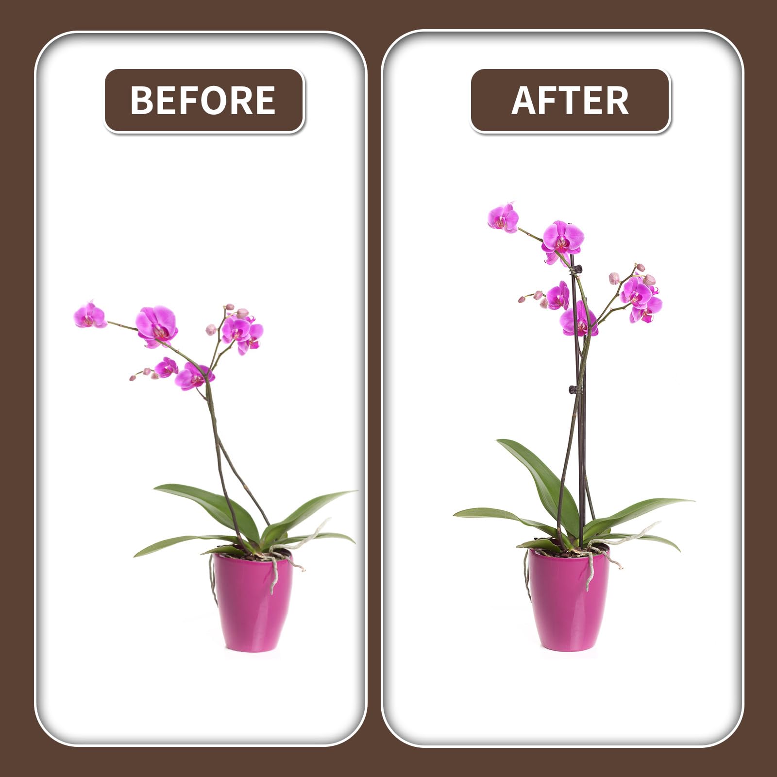 Etnorsu brown plant stake in pot demonstrates vertical growth and tidiness.