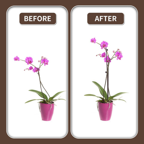 Etnorsu brown plant stake in pot demonstrates vertical growth and tidiness.