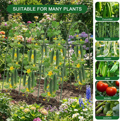 Eunice climbing plants benefiting from improved airflow and sun