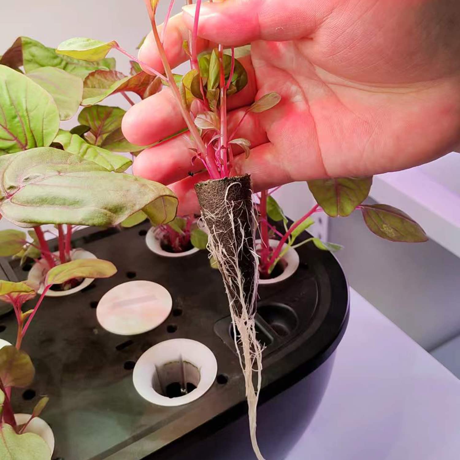 EVERECOO Grow Sponges shown in a seedling tray setup supporting healthy roots