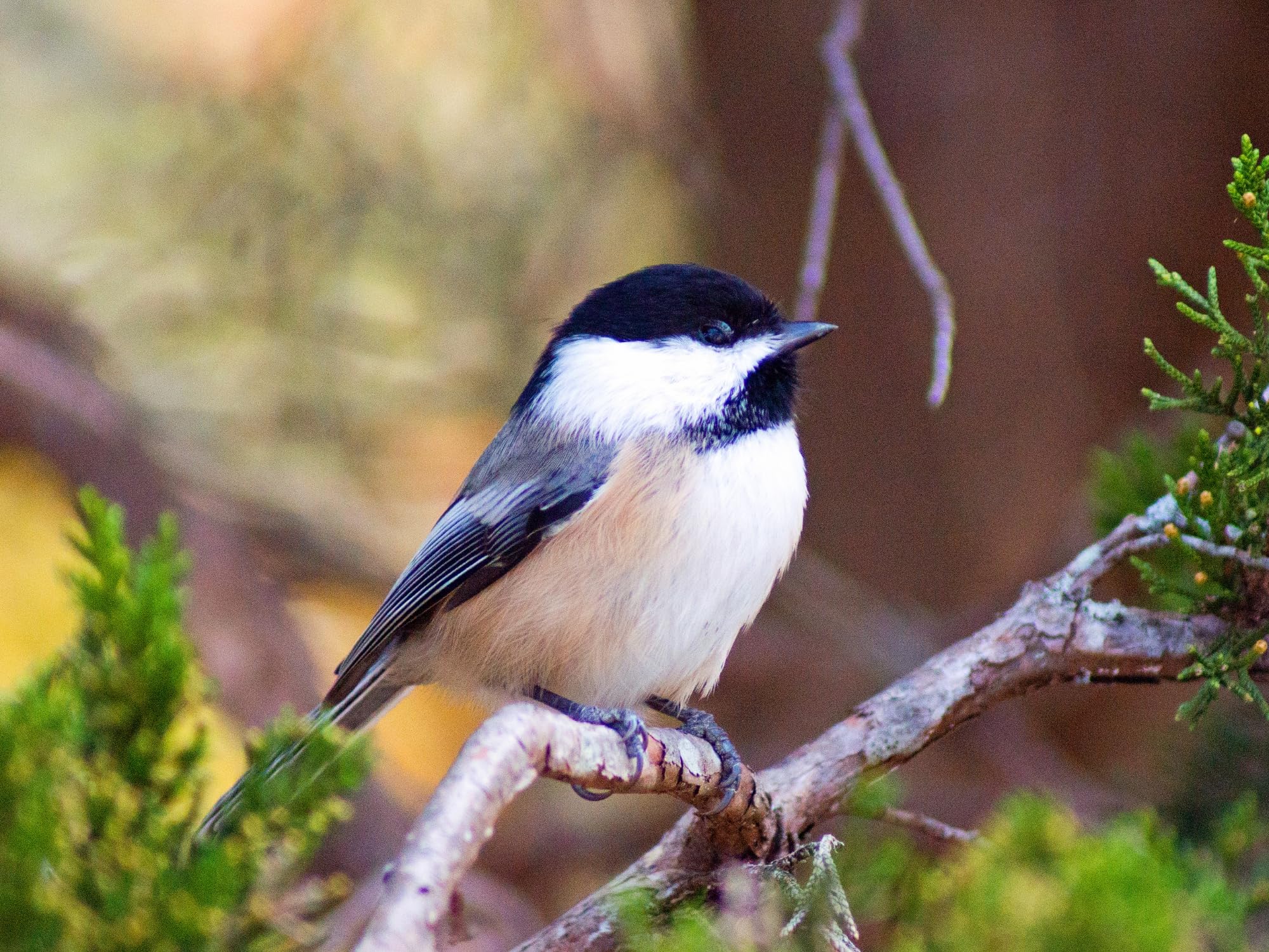 Evergreen eco-friendly packaging emphasizes sustainable, small-cylinder bird feed solutions.