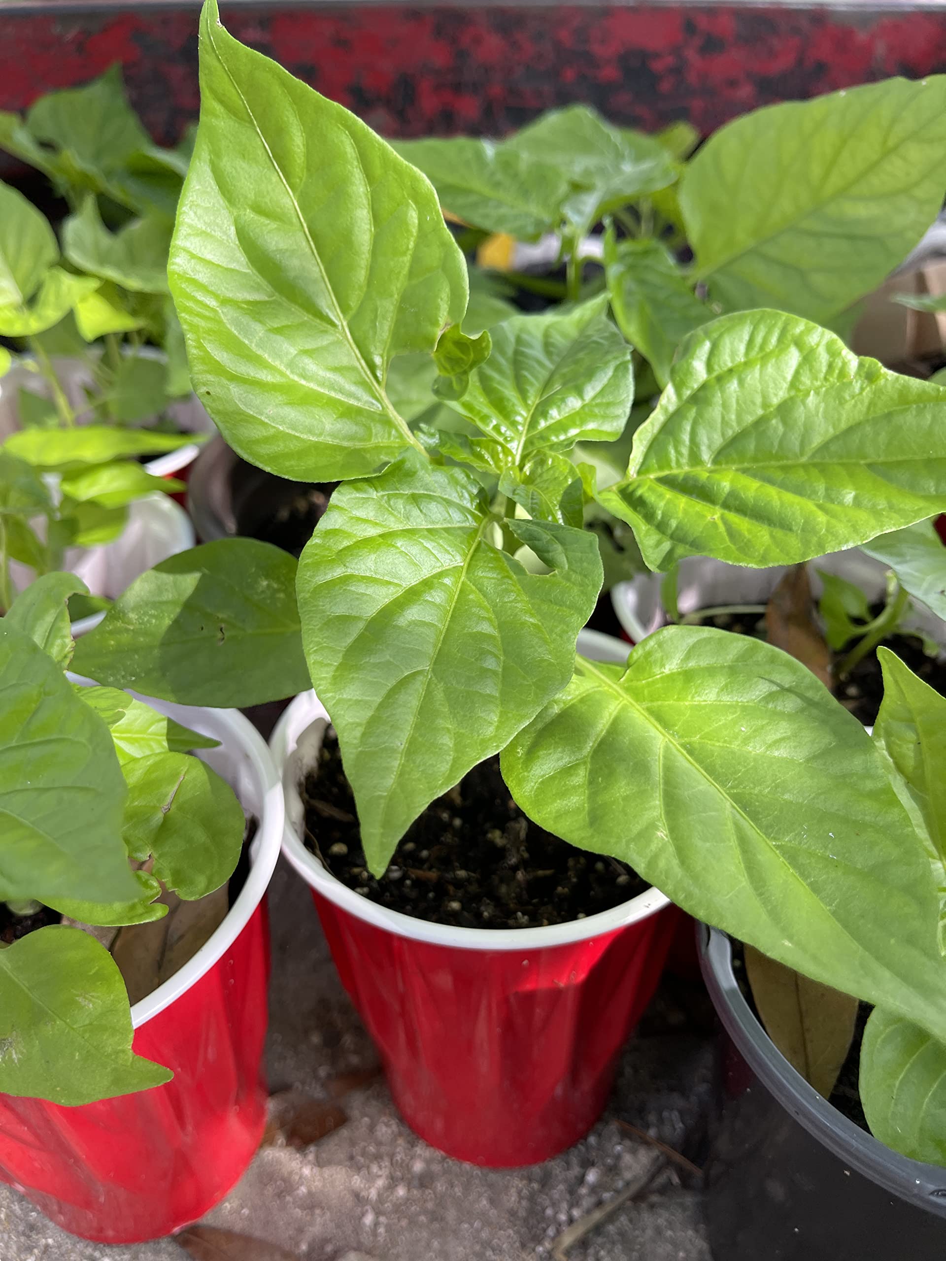 Evergreen foliage adds year-round interest for Aji Gustoso plants.