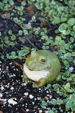 Evergreen Garden portly frog statue features hand-painted texture and color.