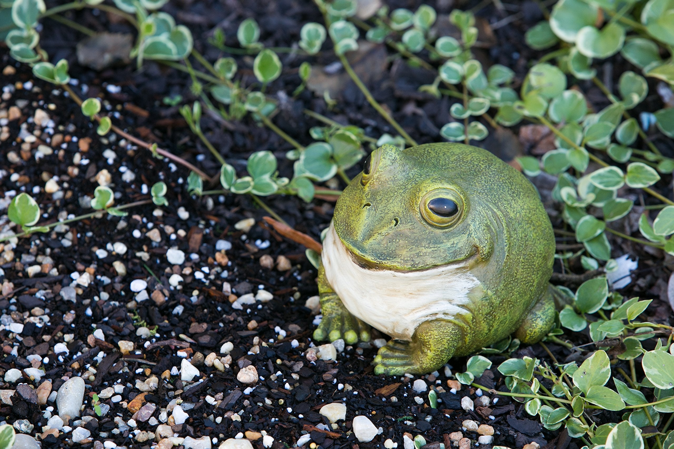 Evergreen Garden portly frog statue with hidden key holder for outdoor use.