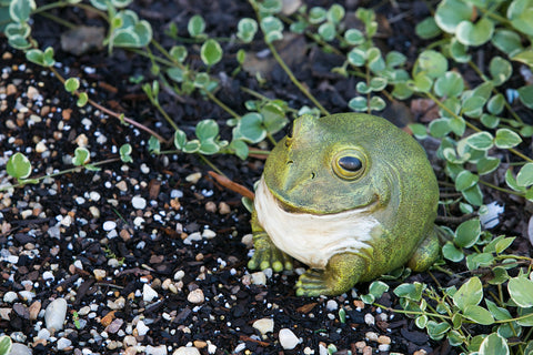 Evergreen Garden portly frog statue with hidden key holder for outdoor use.