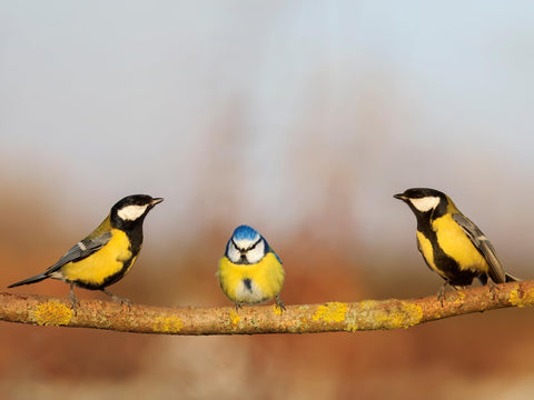 Evergreen outdoor bird feeding setup image showcases a simple, durable feeding station.